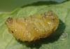 Emarhopa rufa